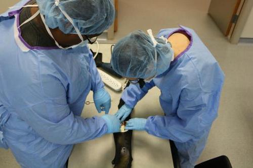 学生们在生物工程实验室设计假肢.